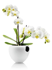 Orchid-pot-white